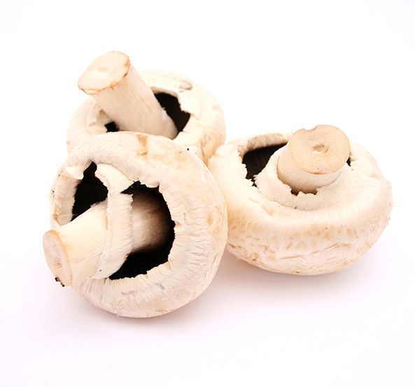 Witte champignons